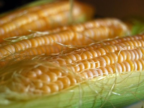 Россия вводит запрет на ввоз кукурузы и сои из США с 15 февраля - ảnh 1